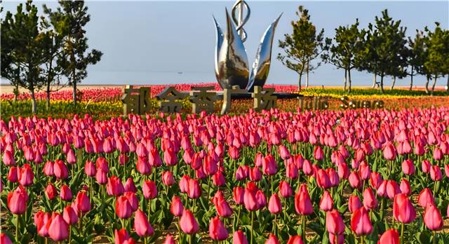 4月南海新區(qū)的郁金香廣場(chǎng)，22萬余株郁金香盛開