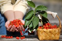 5月18日至6月16日，&ldquo;櫻桃之約&rdquo;邀你共赴！